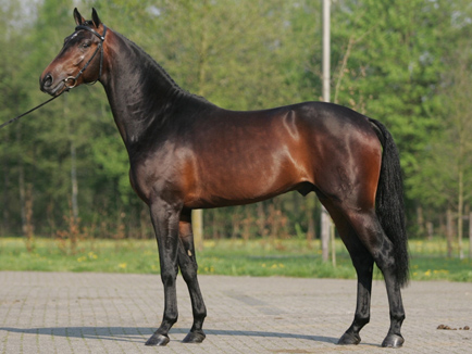 Dutch Warmbloods